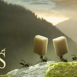 1394176253042-thung-lung-kien-minuscule-valley-of-the-lost-ants-9d7a16-1394176203